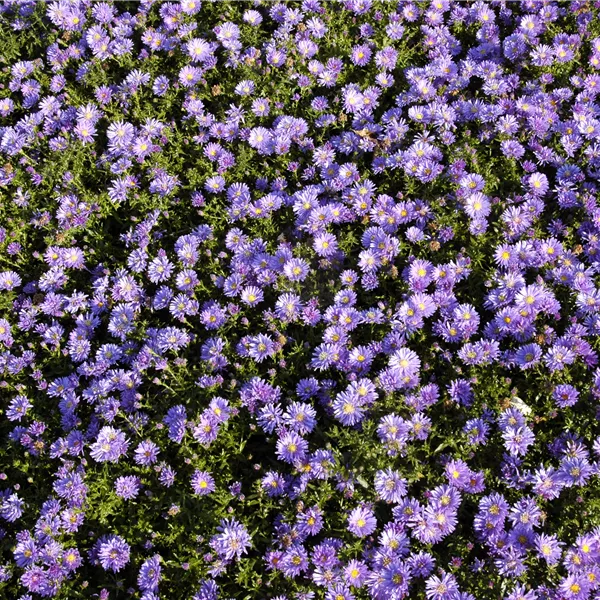 Aster (Dumosus-Gruppe) 'Mittelmeer'