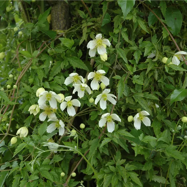 Clematis montana var. grandiflora