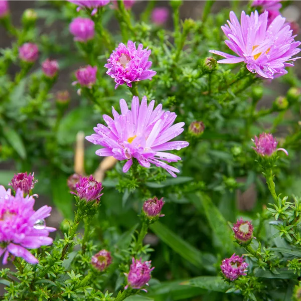 Aster (Dumosus-Gruppe) 'Prof. Anton Kippenberg'