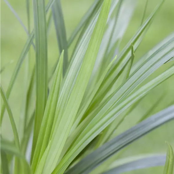Carex morrowii 'Irish Green'