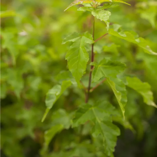 Acer tataricum subsp. ginnala
