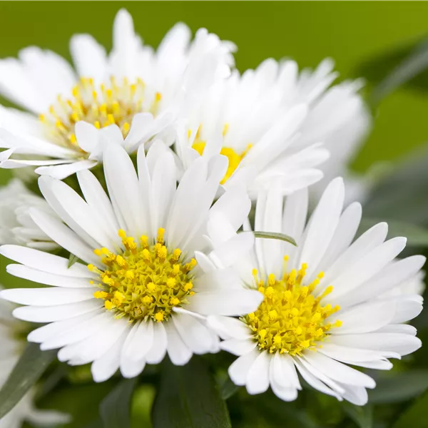 Aster alpinus 'Albus'