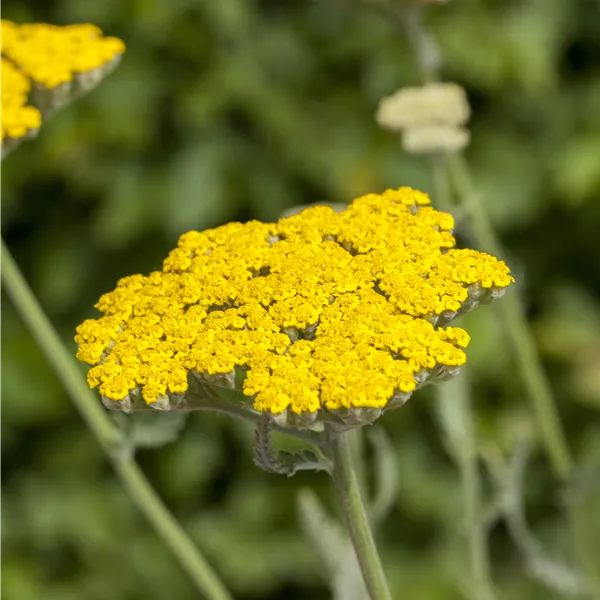 Achillea 'Coronation Gold'