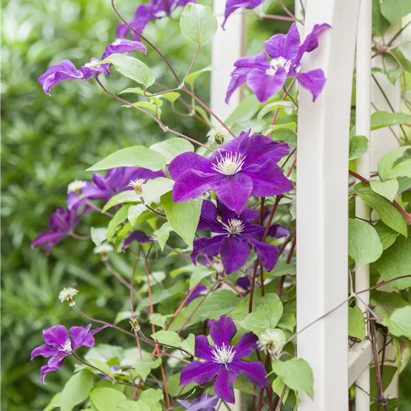 Clematis 'Warszawska Nike'