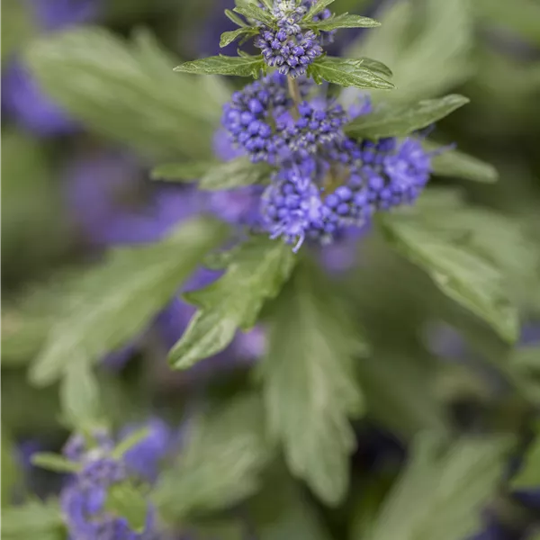 Caryopteris clandonensis (x) 'Blauer Spatz'