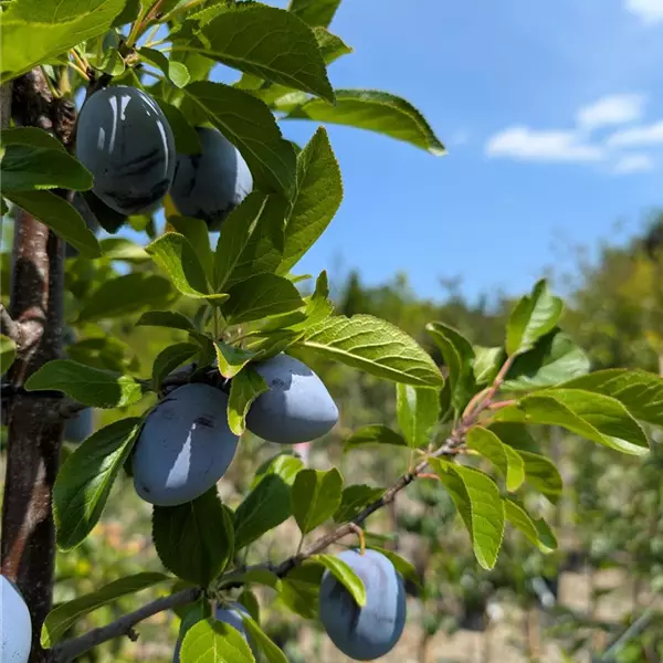 Prunus domestica 'Tegera'