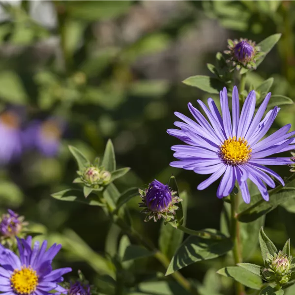 Aster amellus 'Dr Otto Petschek'