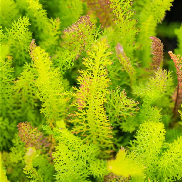 Achillea millefolium