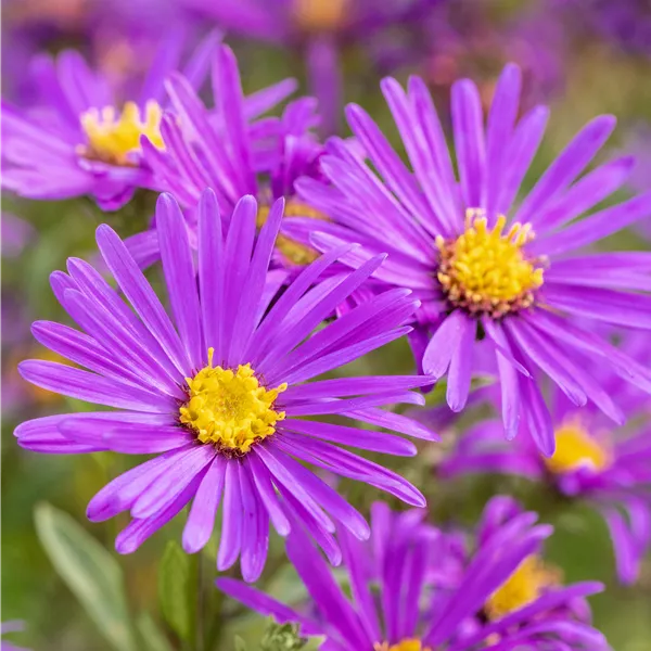 Aster amellus 'Veilchenkönigin'