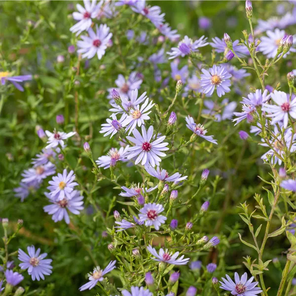 Aster cordifolius 'Blütenregen'