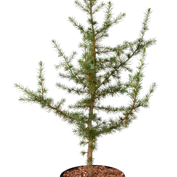 Cedrus libani