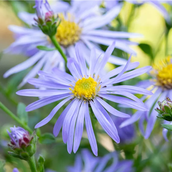 Aster frikartii (x) 'Wunder von Stäfa'