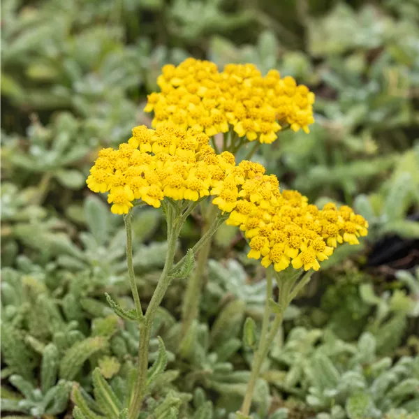 Achillea tomentosa