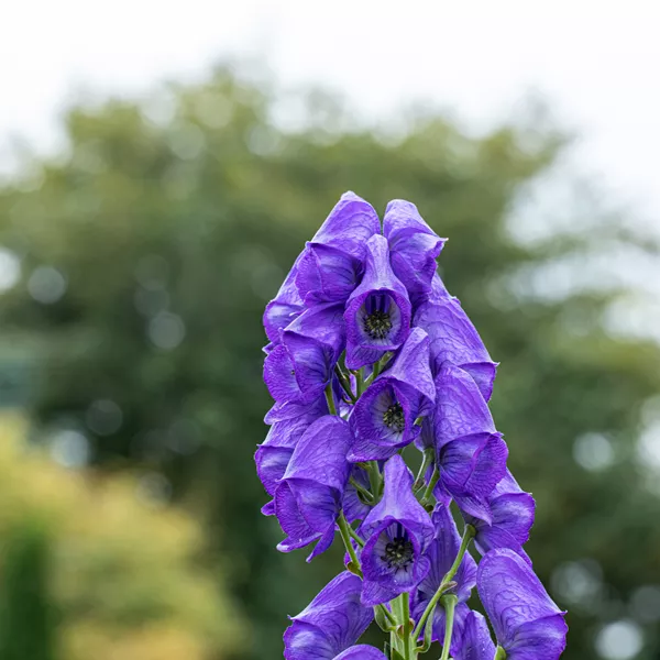 Aconitum carmichaelii 'Arendsii'