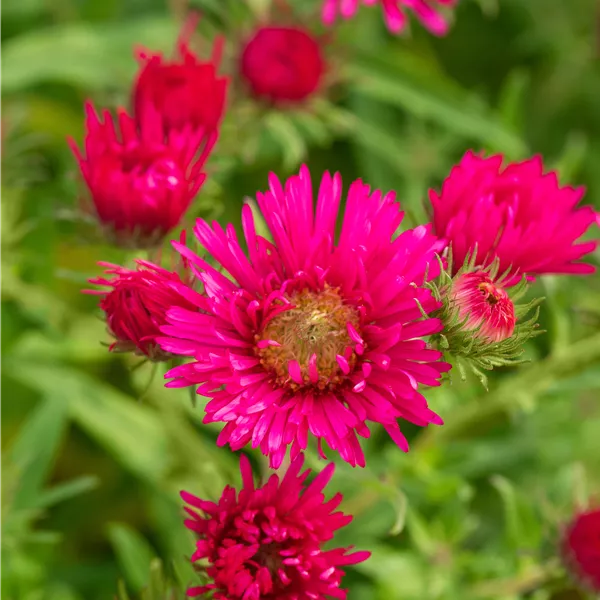 Aster novae-angliae 'Andenken an Alma Pötschke'