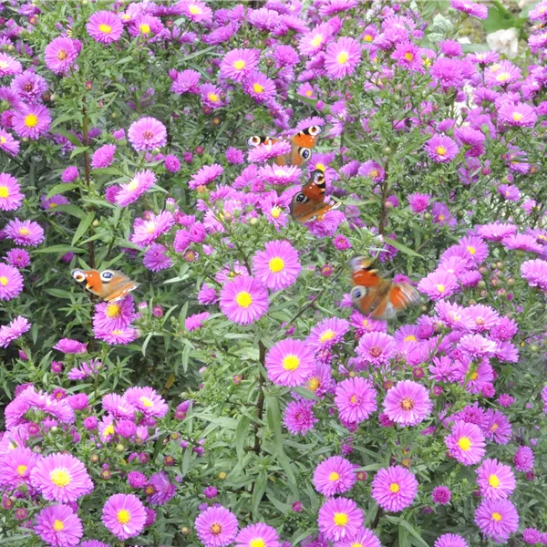 Aster novae-angliae 'Purple Dome'