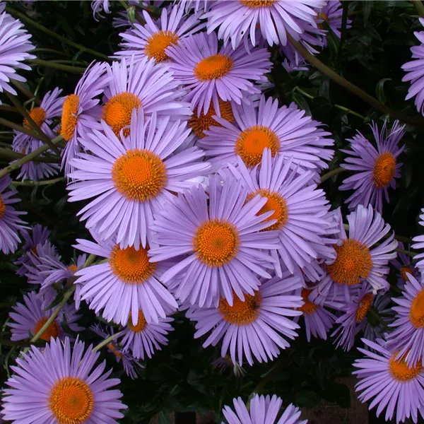 Aster tongolensis 'Wartburgstern'