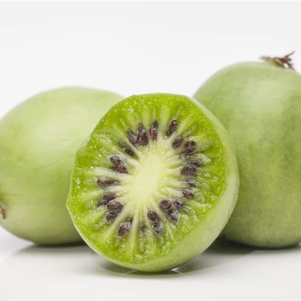Actinidia arguta 'Bayern'