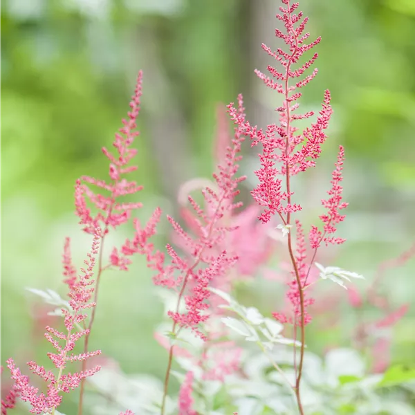 Astilbe (Simplicifolia-Gruppe) 'Sprite'