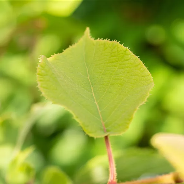 Actinidia deliciosa 'Hayward'