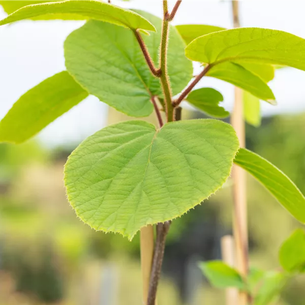 Actinidia deliciosa 'Matua'