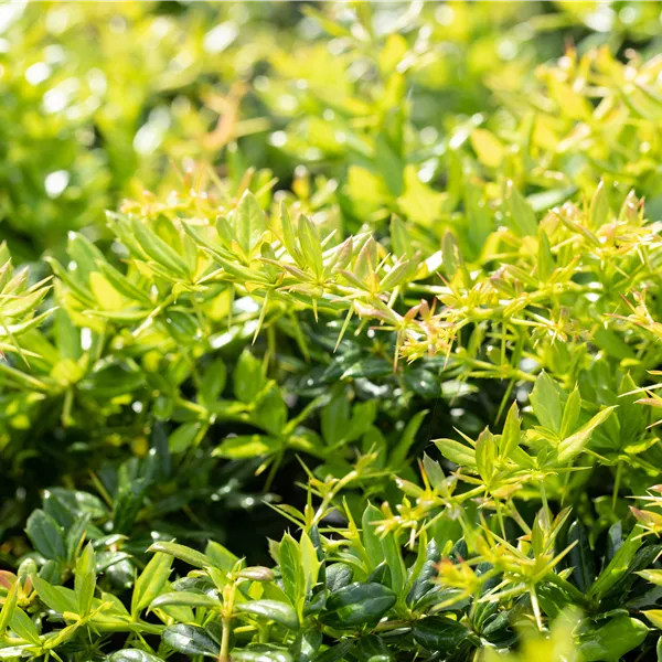 Berberis candidula
