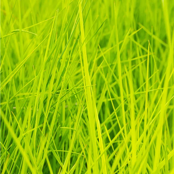 Deschampsia cespitosa 'Goldschleier'