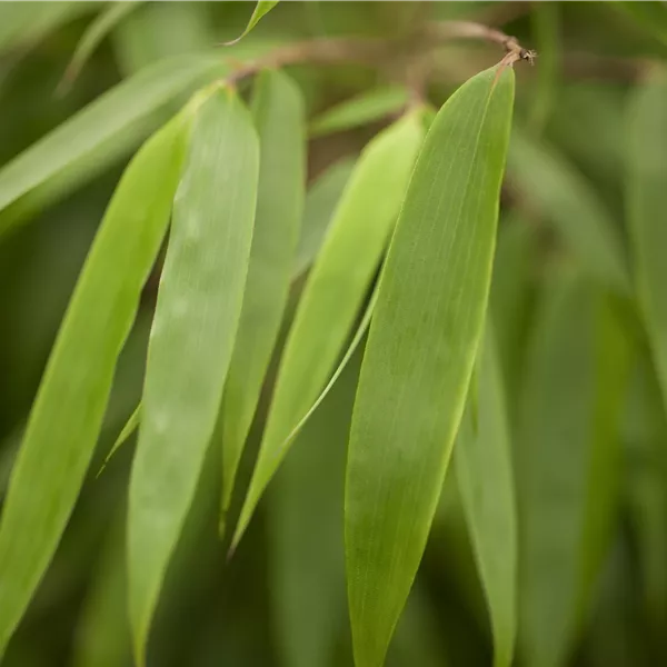 Fargesia rufa