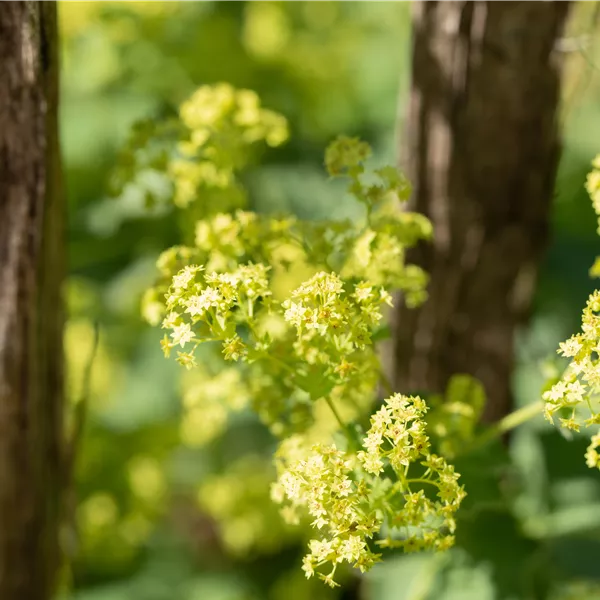 Alchemilla epipsila