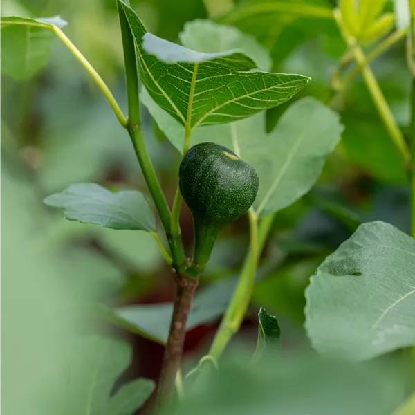 Ficus carica 'Firoma'