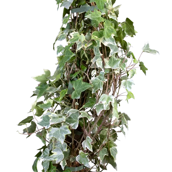 Hedera helix 'Glacier'