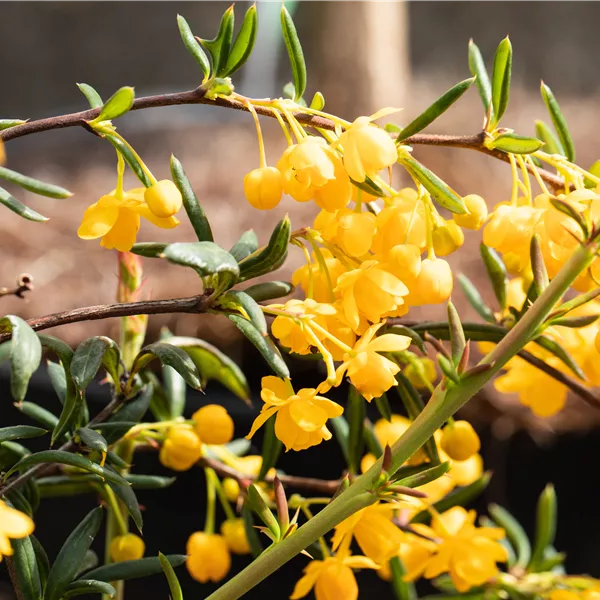 Berberis frikartii (x) 'Amstelveen'