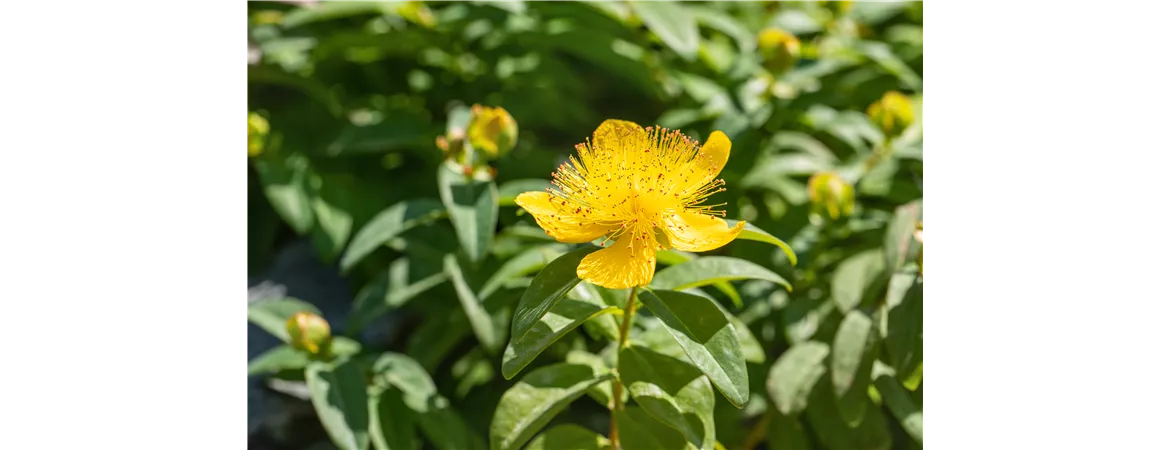 Hypericum calycinum