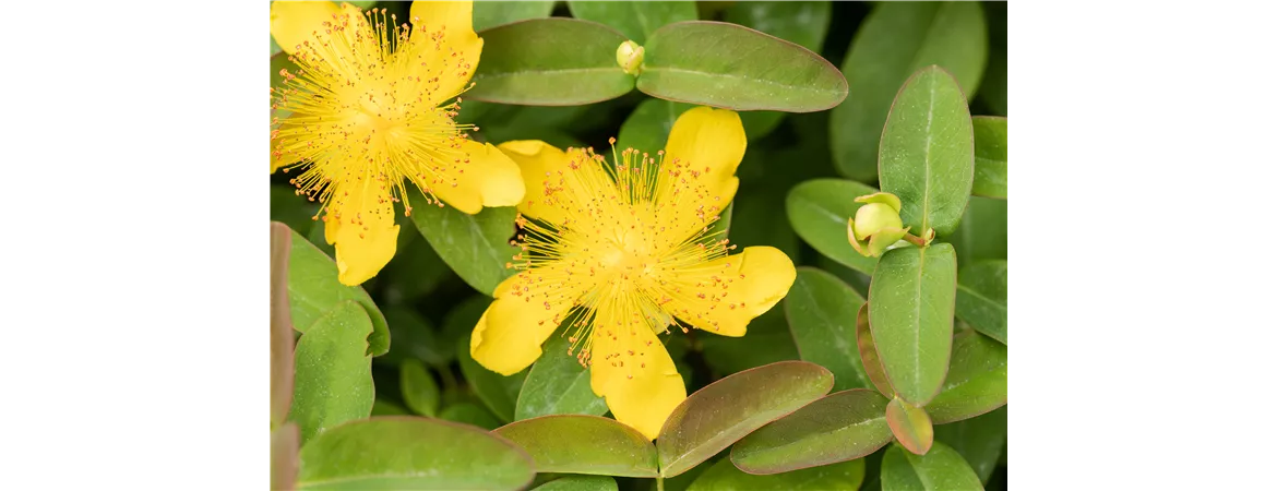 Hypericum calycinum
