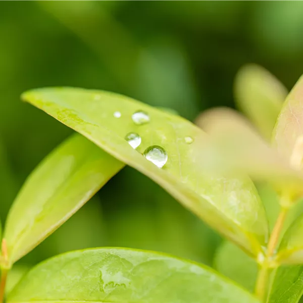 Hypericum calycinum