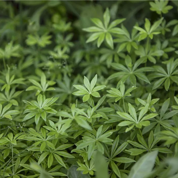 Galium odoratum