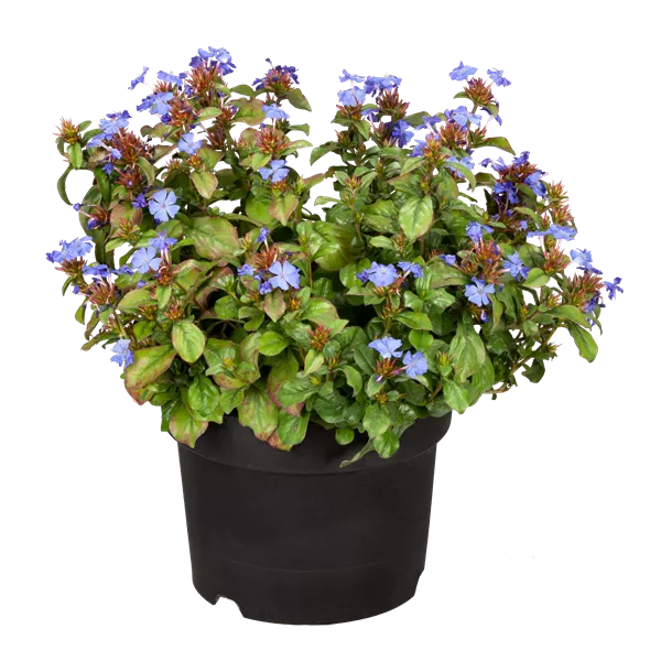 Ceratostigma plumbaginoides