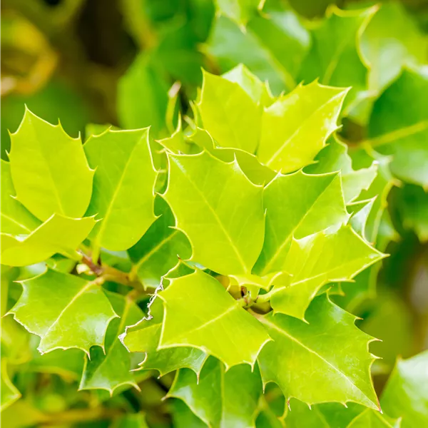 Ilex 'Nellie R. Stevens'