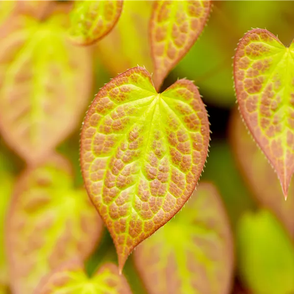 Epimedium versicolor (x) 'Sulphureum'