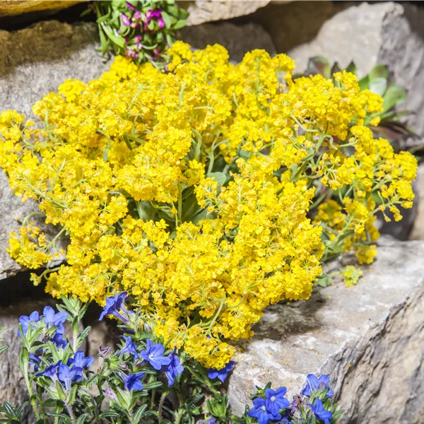 Alyssum montanum 'Berggold'