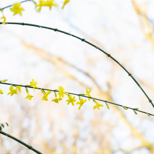 Jasminum nudiflorum