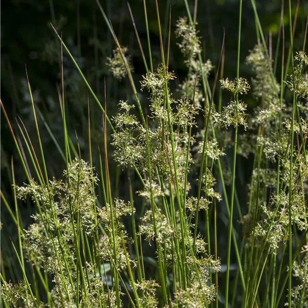 Juncus effusus