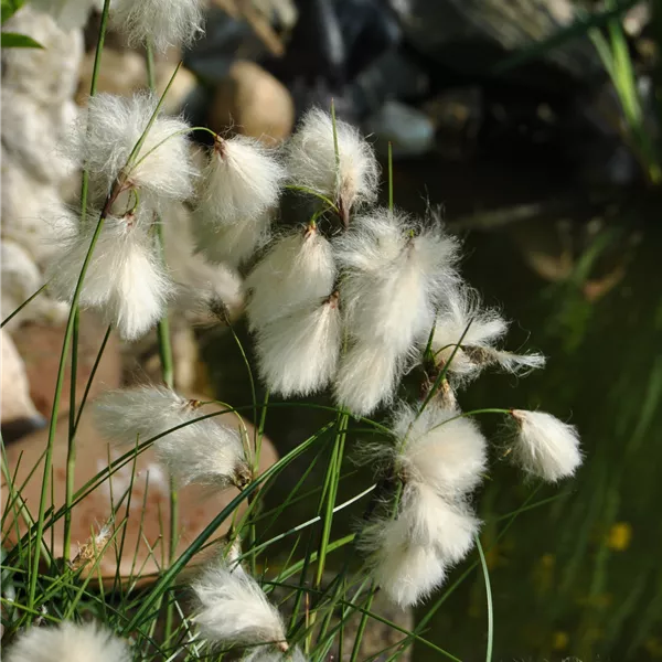 Eriophorum angustifolium