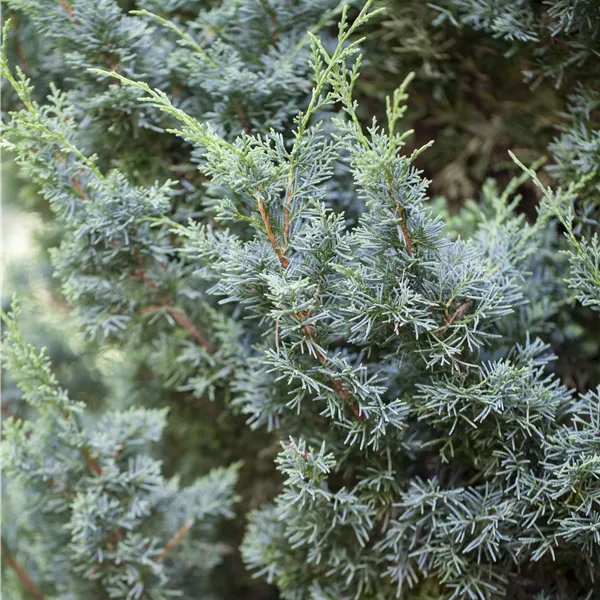 Juniperus chinensis 'Blaauw'
