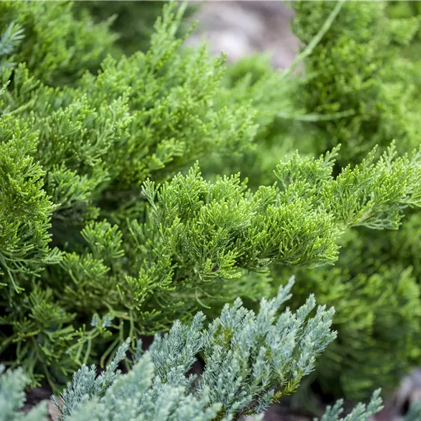 Juniperus chinensis 'Kaizuka'
