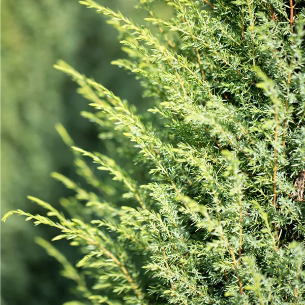 Juniperus communis 'Hibernica'
