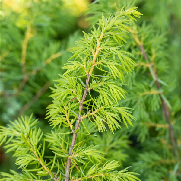 Juniperus communis 'Wallis'