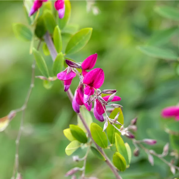Lespedeza thunbergii
