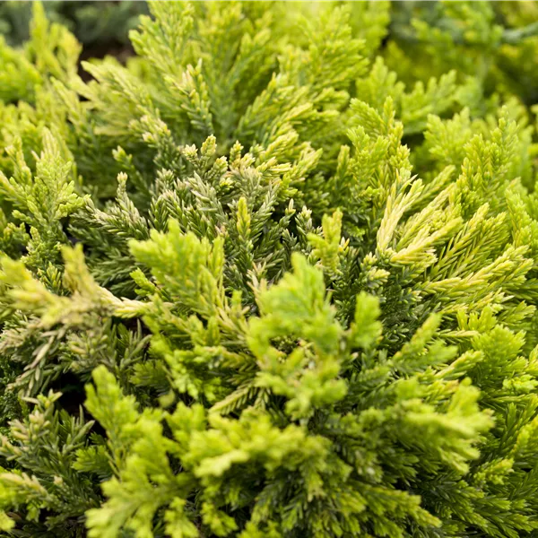 Juniperus horizontalis 'Golden Carpet'