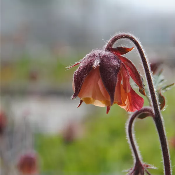 Geum rivale